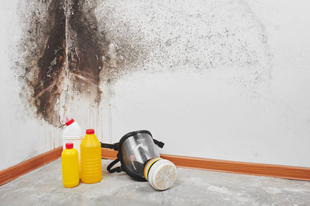 Best Residential Mold Removal  in Freeburg, IL