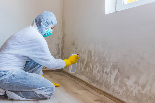 Certified Mold Removal in Freeburg, IL