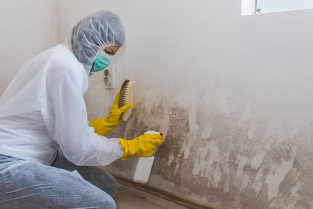 Best Best Mold Removal Companies  in Freeburg, IL