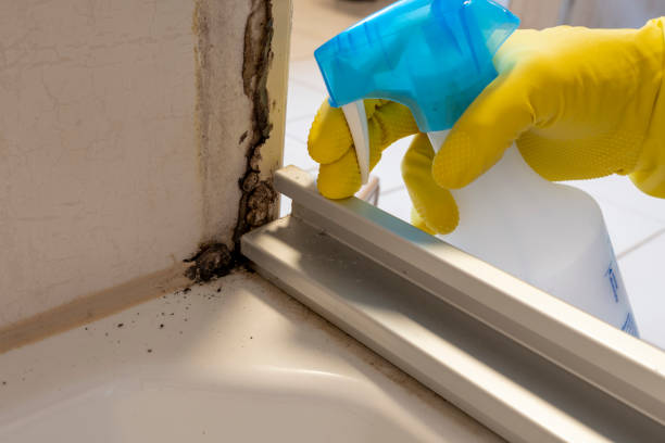 Best Mold Damage Repair  in Freeburg, IL