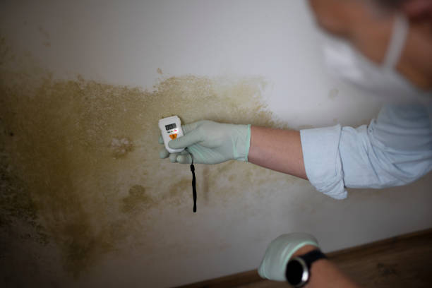 Best Toxic Mold Removal  in Freeburg, IL