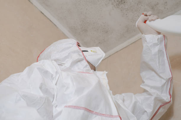 Professional Mold Removal in Freeburg, IL
