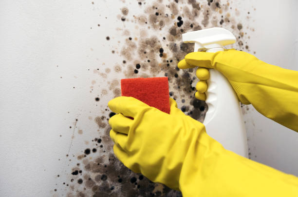 Best Same-Day Mold Removal  in Freeburg, IL