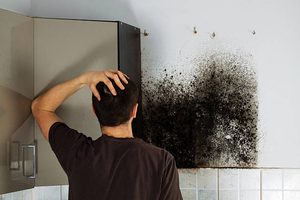 Mold Removal and Inspection in Freeburg, IL