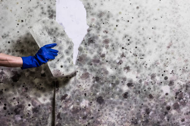 Best Mold Damage Repair  in Freeburg, IL