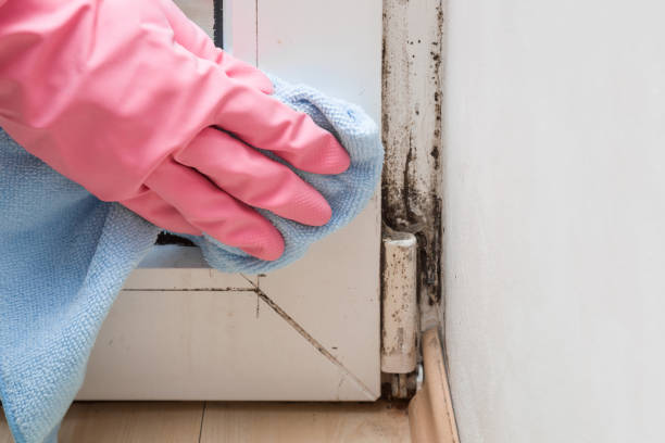 Best Crawl Space Mold Removal  in Freeburg, IL