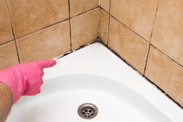 Best Mold Removal Company Near Me  in Freeburg, IL