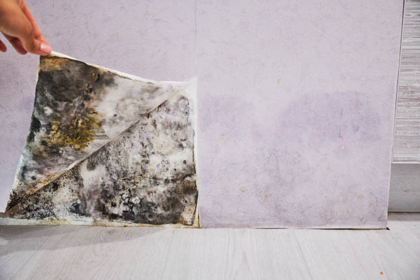 Best Commercial Mold Removal  in Freeburg, IL